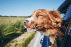 Brake Repair Experts | Chloe’s Auto...