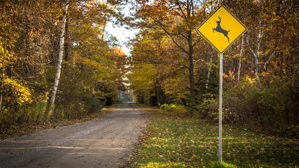 Waringing – Deer Crossing | Deer...
